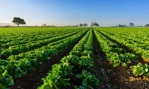 
          Imagem ilustrativa da imagem Codai/UFRPE oferece 240 vagas em cursos técnicos para formação de profissionais
          