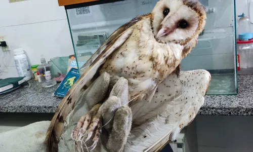 
          Imagem ilustrativa da imagem Coruja enrolada em linhas de pipa é resgatada em Vila Velha
          