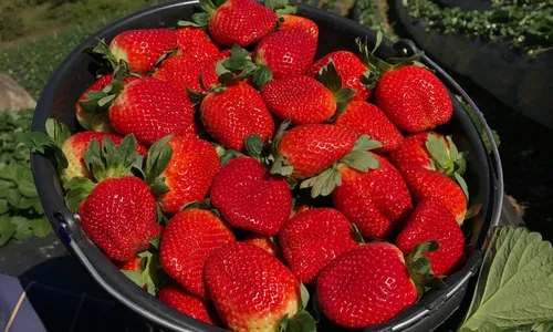 
          Imagem ilustrativa da imagem Disputa por título de rainha nas montanhas
          