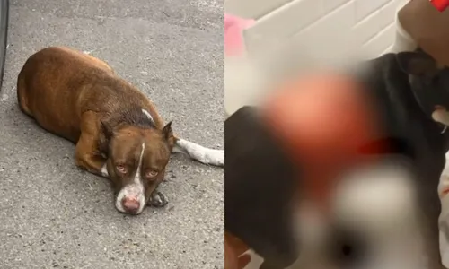 
          Imagem ilustrativa da imagem Em menos de 24 horas, dois ataques de pitbull são registrados na Grande Vitória
          