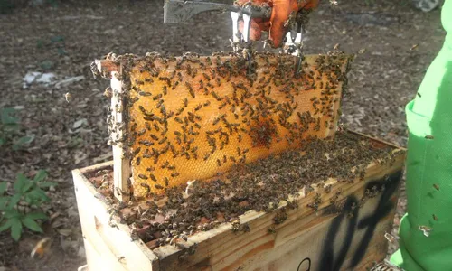 
          Imagem ilustrativa da imagem Europeus e americanos pagam mais por mel claro
          