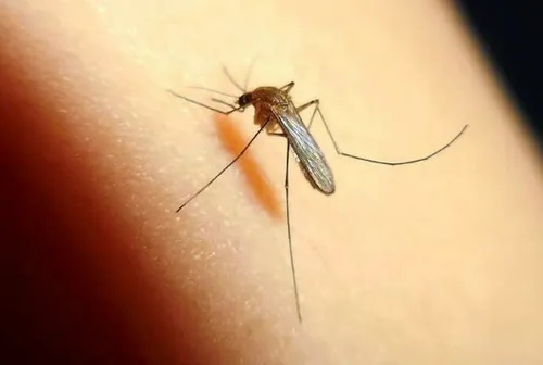 
          Imagem ilustrativa da imagem Febre Oropouche: maruim assume protagonismo na transmissão, não a muriçoca
          