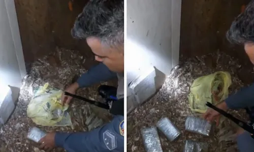 
          Imagem ilustrativa da imagem Galinhas encontram maconha enterrada perto de galinheiro em Linhares
          