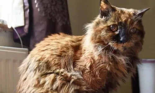 
          Imagem ilustrativa da imagem 'Gata mais velha do mundo', Rosie morre aos 33 anos na Inglaterra
          