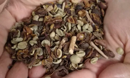 
          Imagem ilustrativa da imagem Governo manda recolher 16 marcas de café considerados impróprios
          