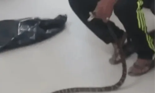 
          Imagem ilustrativa da imagem Homem é mordido por jararaca e leva cobra com ele para UPA
          