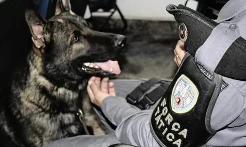 
          Imagem ilustrativa da imagem Homenagens a cão que ajudou PM 400 vezes
          