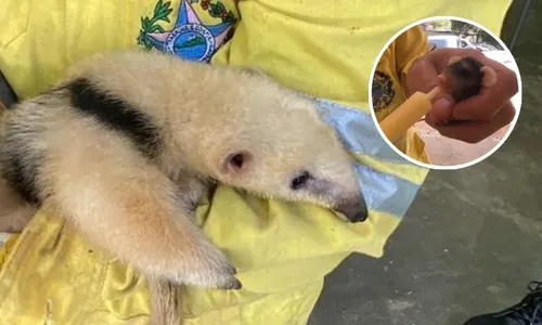 
          Imagem ilustrativa da imagem Incêndios no ES: animais são resgatados em parque estadual no Sul do Estado
          