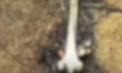 
          Imagem ilustrativa da imagem Motociclistas encontram ossada em área da mata queimada em Colatina
          