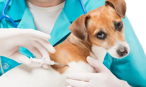 
          Imagem ilustrativa da imagem Mulheres entram na Justiça após divórcio para dividir despesas com pet
          