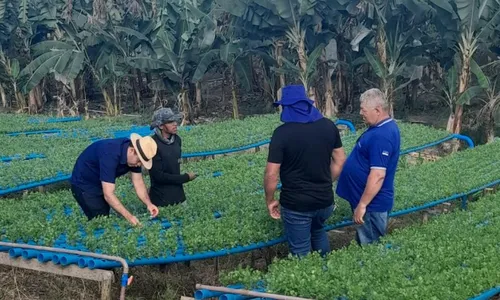 
          Imagem ilustrativa da imagem Notícias do Campo destaca hidroponia, agroecologia e turismo rural em Pernambuco
          