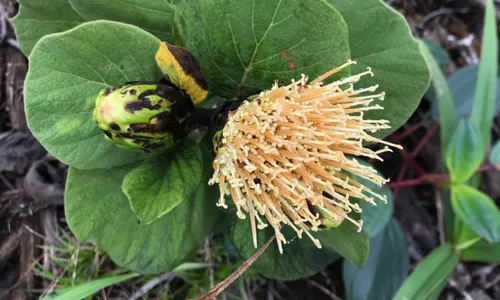 
          Imagem ilustrativa da imagem Nova espécie de margarida é descoberta no ES
          