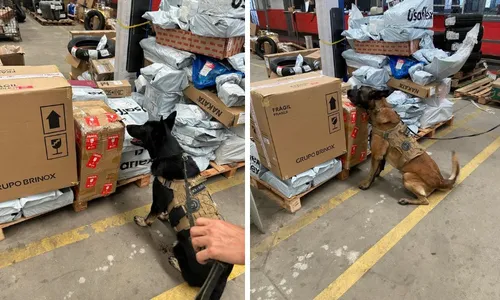 
          Imagem ilustrativa da imagem PF apreende 30 kg de maconha em galpão de empresa de envio de mercadorias no ES
          