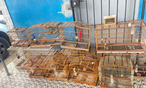 
          Imagem ilustrativa da imagem PM intensifica combate a crimes ambientais e apreende 63 aves silvestres em Recife
          