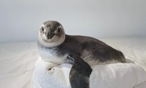 
          Imagem ilustrativa da imagem Pinguins aparecem mortos em Guarapari
          