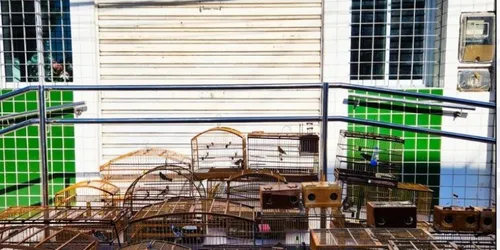 
          Imagem ilustrativa da imagem Polícia prende 13 pessoas por posse irregular de aves silvestres em Nazaré da Mata
          