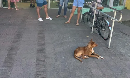 
          Imagem ilustrativa da imagem Programa É o Bicho! resgata cachorro que aguardava retorno de tutor atendido em PA
          