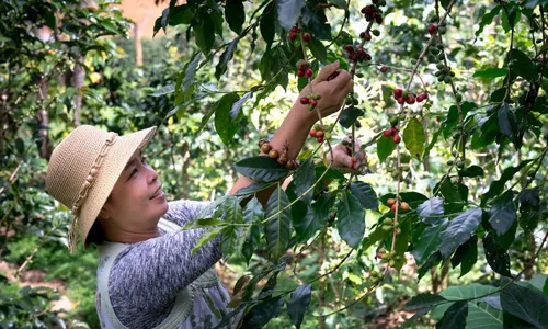 
          Imagem ilustrativa da imagem Programa Mulheres em Campo incentiva protagonismo feminino nas propriedades rurais
          