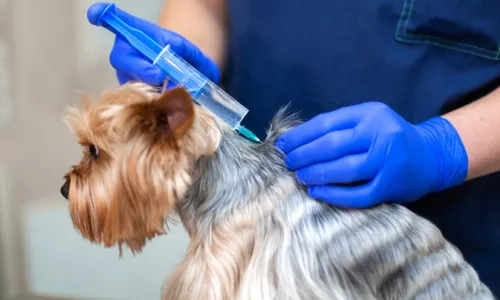 
          Imagem ilustrativa da imagem Serra oferece vacinação antirrábica em 64 bairros neste final de semana
          