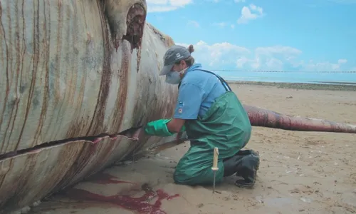
          Imagem ilustrativa da imagem Tragédia de Mariana: contaminação já chegou às baleias
          