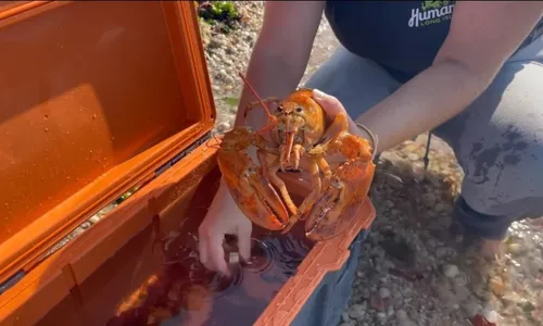 
          Imagem ilustrativa da imagem Uma em 30 milhões: lagosta rara achada em supermercado nos EUA é solta no mar
          