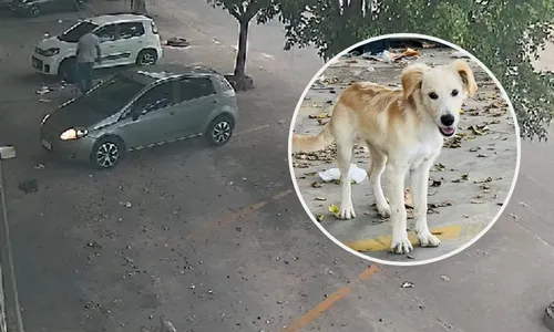 
          Imagem ilustrativa da imagem VÍDEO | Cachorro é abandonado por motorista na Serra
          