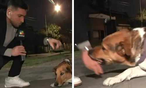 
          Imagem ilustrativa da imagem VÍDEO | Repórter acaricia cachorro de rua, mas é mordido ao vivo
          