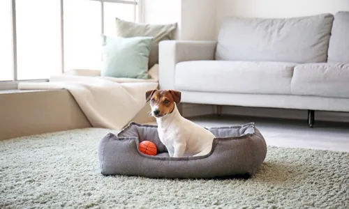 
          Imagem ilustrativa da imagem Vitória proíbe que tutores deixem pets sozinhos por mais de 48 horas
          