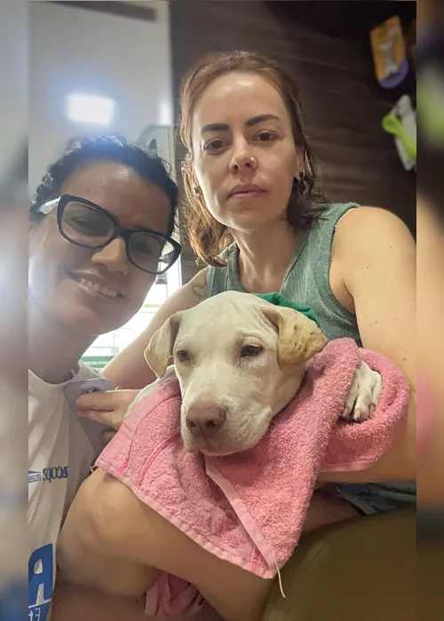 Imagem ilustrativa da imagem Cachorrinho do acidente passa bem e aguarda contato da família dos seus donos