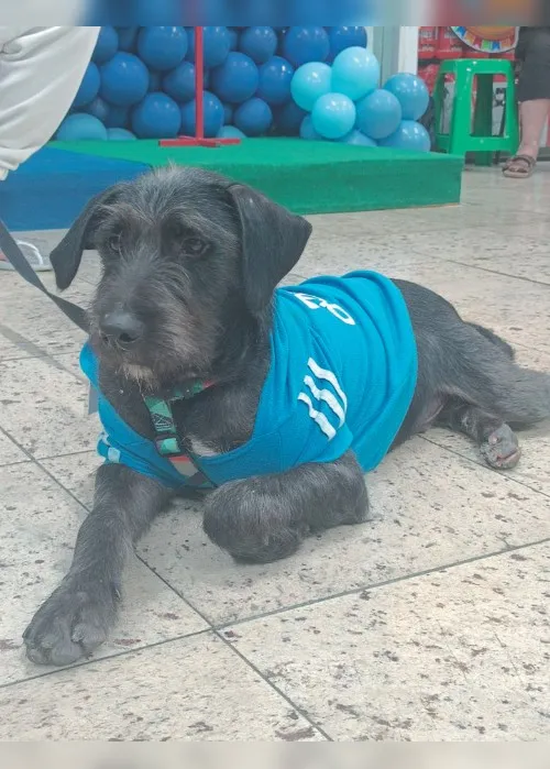 Imagem ilustrativa da imagem Minha história com meu cão: “Venci a síndrome do pânico por causa da minha Malu”