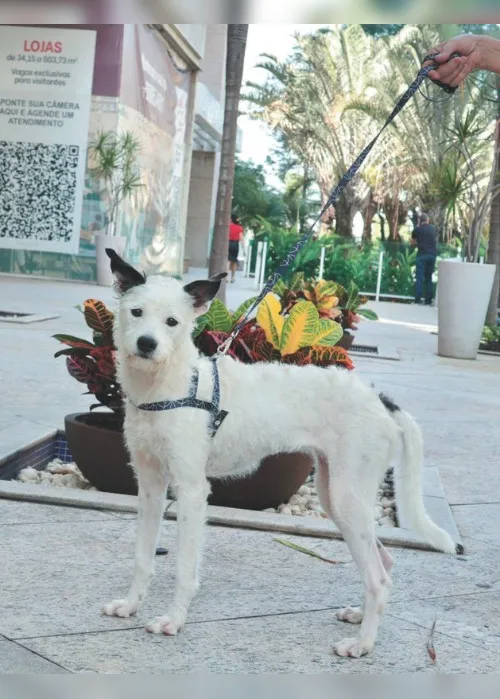 Imagem ilustrativa da imagem Minha história com meu cão: “Venci a síndrome do pânico por causa da minha Malu”