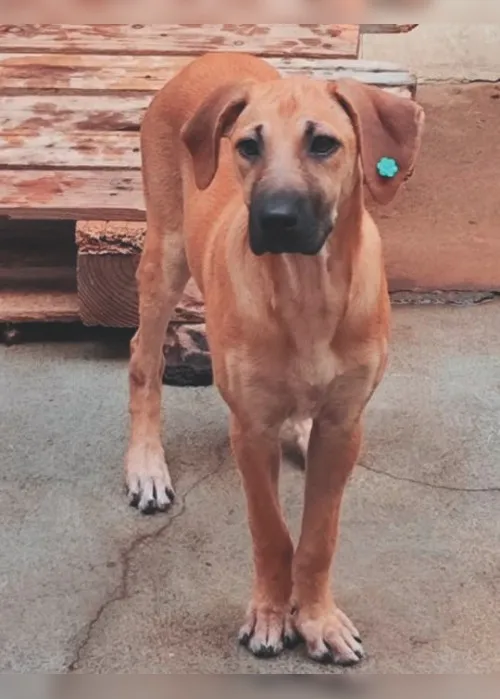 Imagem ilustrativa da imagem Minha história com meu cão: “Venci a síndrome do pânico por causa da minha Malu”