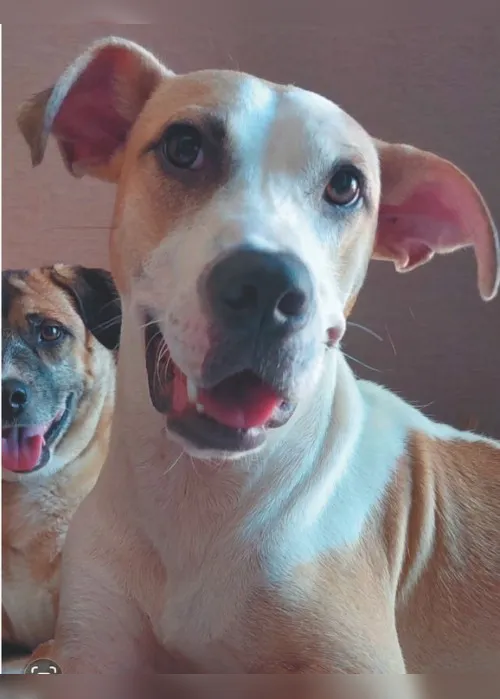Imagem ilustrativa da imagem Minha história com meu cão: “Venci a síndrome do pânico por causa da minha Malu”