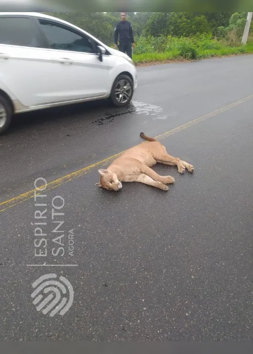 Imagem ilustrativa da imagem Onça parda morre atropelada ao atravessar rodovia no Sul do Espírito Santo