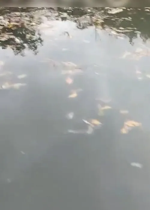 Imagem ilustrativa da imagem Peixes aparecem mortos no rio Santa Maria