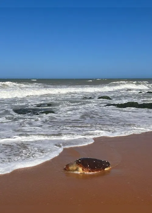 Imagem ilustrativa da imagem Tartaruga é encontrada morta em praia de Vila Velha