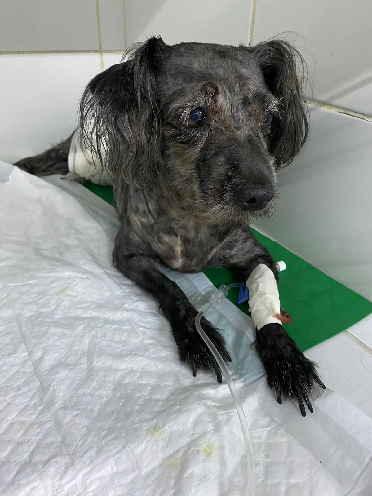 Imagem ilustrativa da imagem Poodle é atacado por pitbull que estava solto na rua no bairro da Tamarineira