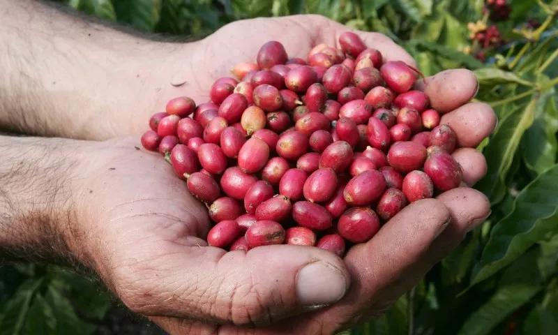Imagem ilustrativa da imagem Salário na construção e colheita de café acirram disputa por empregados no ES