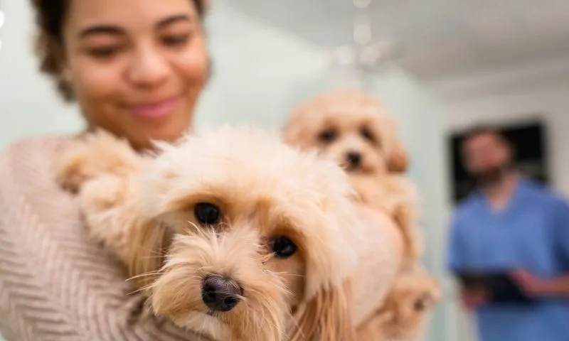 Imagem ilustrativa da imagem Inovação e sustentabilidade: Sebrae mostra o futuro do mercado pet na Petnor