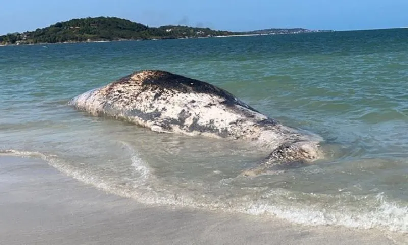 Imagem ilustrativa da imagem Gigante do mar é retirado da praia do Sossego, na Ilha de Itamaracá