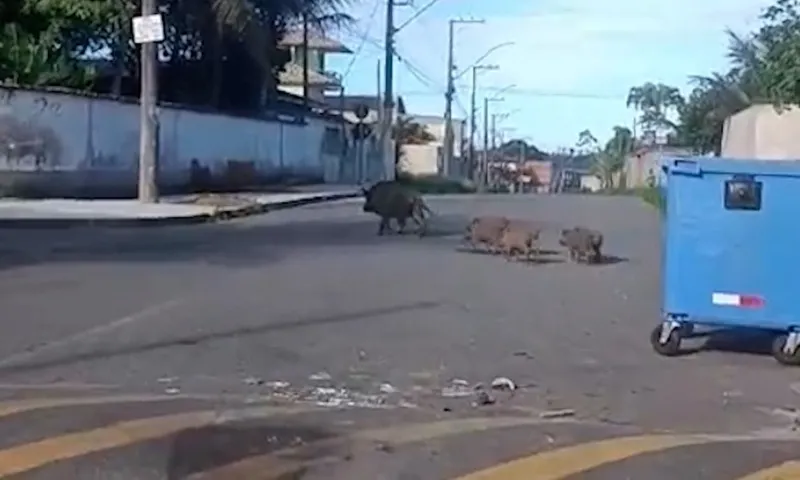 Imagem ilustrativa da imagem Javali aparece nas ruas e assusta moradores de bairro da Serra