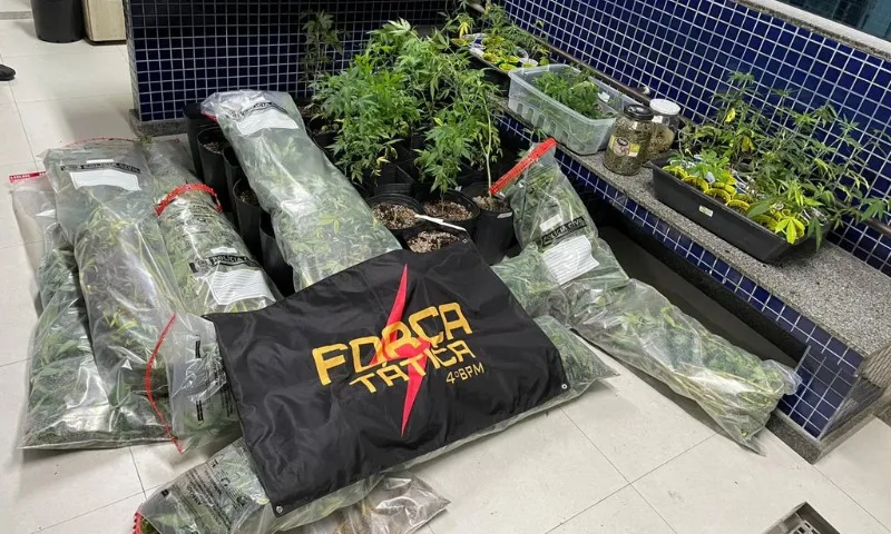 Imagem ilustrativa da imagem Polícia apreende 300 pés de maconha em laboratório montado em imóvel de Vila Velha