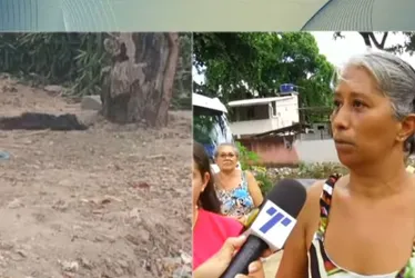 Imagem ilustrativa da imagem Ataque de três pitbulls deixa três cadelas e dois gatos mortos no Recife