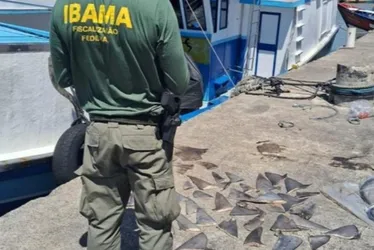 Imagem ilustrativa da imagem Barbatanas de tubarão apreendidas pelo Ibama no ES