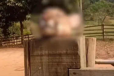 Imagem ilustrativa da imagem Cabeça de onça-parda exposta como “troféu” no ES é investigada pela polícia