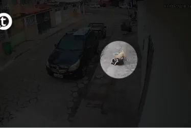 Imagem ilustrativa da imagem Vídeo I Cachorro de grande porte ataca cão pequeno em Jardim Camburi