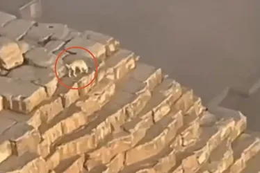 Imagem ilustrativa da imagem Cachorro é flagrado no topo de Pirâmide no Egito; veja vídeo