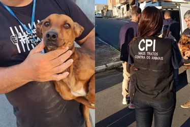 Imagem ilustrativa da imagem Cachorros são resgatados vítimas de maus tratos na Serra