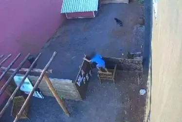 Imagem ilustrativa da imagem Criança de 9 anos invade hospital veterinário e mata 23 animais no Paraná