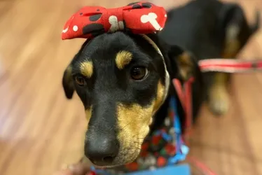 Imagem ilustrativa da imagem Delegada linha-dura é fã de cães